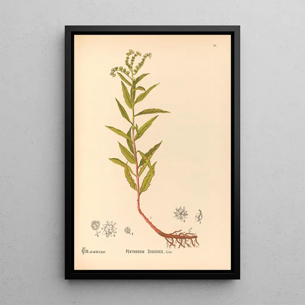 Reproduction of the painting Medicinal Plants Painting Pl150 - Charles Frederick Millspaugh