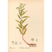 Reproduction of the painting Medicinal Plants Painting Pl150 - Charles Frederick Millspaugh