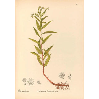 Reproduction of the painting Medicinal Plants Painting Pl150 - Charles Frederick Millspaugh