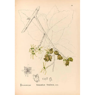 Medicinal Plants Painting Pl151 - Charles Frederick Millspaugh — artwork view