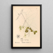 Medicinal Plants Painting Pl151 - Charles Frederick Millspaugh — framed artwork on a wall