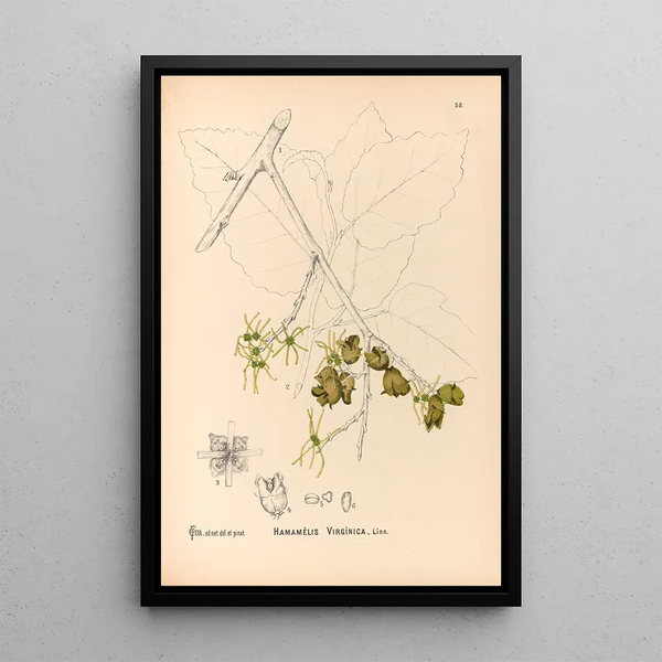 Medicinal Plants Painting Pl151 - Charles Frederick Millspaugh — framed artwork on a wall