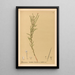 Reproduction of the painting Medicinal plants Pl152 - Charles Frederick Millspaugh