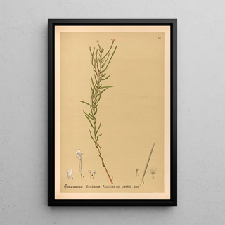 Reproduction of the painting Medicinal plants Pl152 - Charles Frederick Millspaugh
