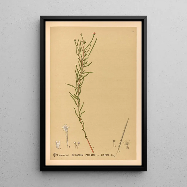Reproduction of the painting Medicinal plants Pl152 - Charles Frederick Millspaugh