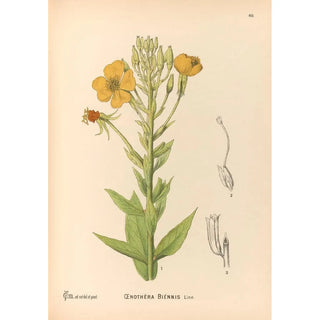 Medicinal Plants Pl153 - Charles Frederick Millspaugh — artwork view