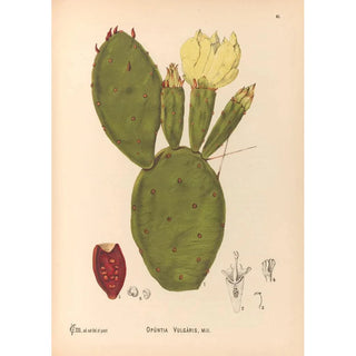 Medicinal Plants Pl154 - Charles Frederick Millspaugh — artwork view