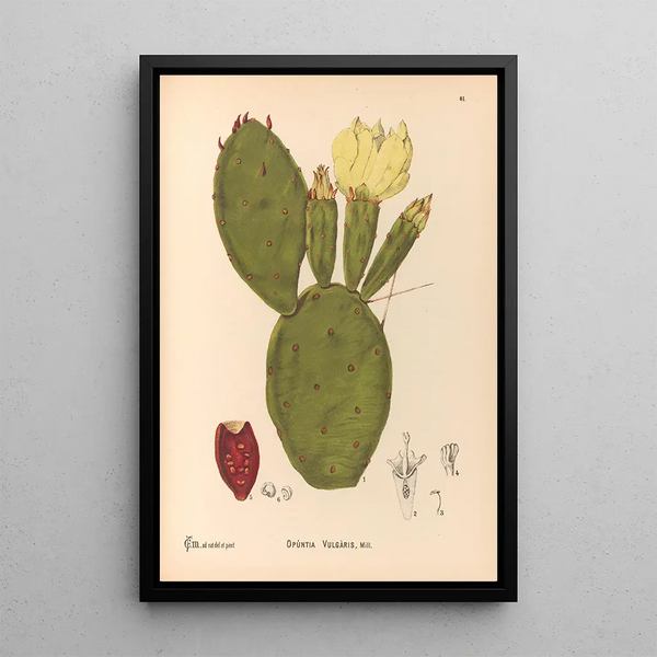 Medicinal Plants Pl154 - Charles Frederick Millspaugh — framed artwork on a wall