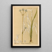 Reproduction of the painting Medicinal Plants Pl155 - Charles Frederick Millspaugh