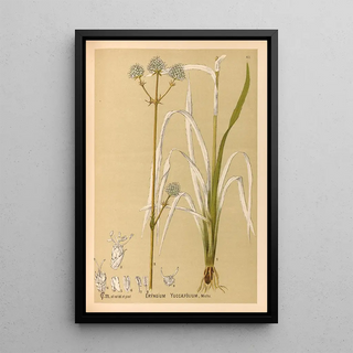 Reproduction of the painting Medicinal Plants Pl155 - Charles Frederick Millspaugh