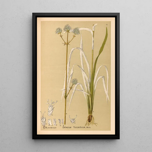 Reproduction of the painting Medicinal Plants Pl155 - Charles Frederick Millspaugh