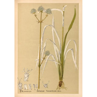 Reproduction of the painting Medicinal Plants Pl155 - Charles Frederick Millspaugh