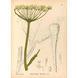 Medicinal Plants Pl156 - Charles Frederick Millspaugh — artwork view