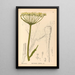 Medicinal Plants Pl156 - Charles Frederick Millspaugh — framed artwork on a wall
