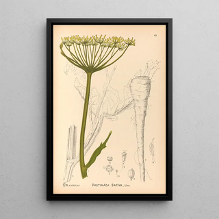 Medicinal Plants Pl156 - Charles Frederick Millspaugh — framed artwork on a wall