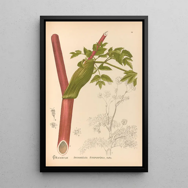Reproduction of the painting Medicinal plants Pl157 - Charles Frederick Millspaugh