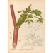 Reproduction of the painting Medicinal plants Pl157 - Charles Frederick Millspaugh