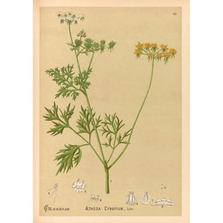 Medicinal Plants Painting Pl158 - Charles Frederick Millspaugh — artwork view