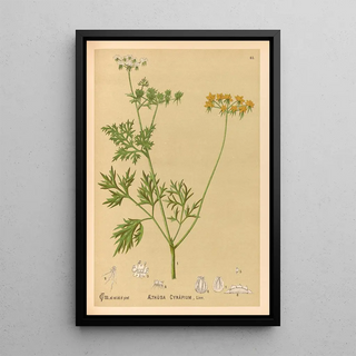 Medicinal Plants Painting Pl158 - Charles Frederick Millspaugh — framed artwork on a wall