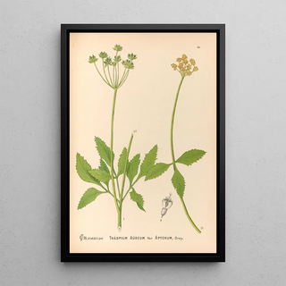 Reproduction of the painting Medicinal Plants Pl159 - Charles Frederick Millspaugh