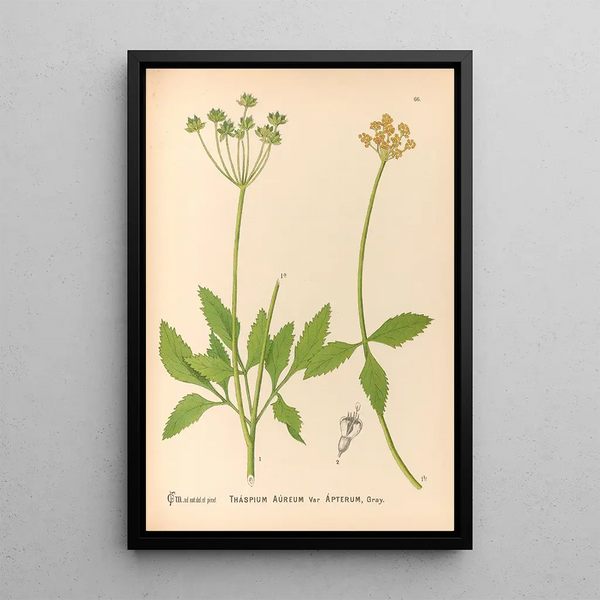 Reproduction of the painting Medicinal Plants Pl159 - Charles Frederick Millspaugh