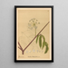Reproduction of the painting Medicinal Plants Pl160 - Charles Frederick Millspaugh