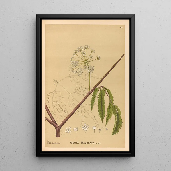 Reproduction of the painting Medicinal Plants Pl160 - Charles Frederick Millspaugh