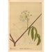 Reproduction of the painting Medicinal Plants Pl160 - Charles Frederick Millspaugh