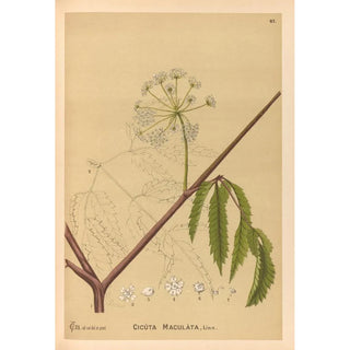Reproduction of the painting Medicinal Plants Pl160 - Charles Frederick Millspaugh