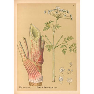 Medicinal Plants Pl161 - Charles Frederick Millspaugh — artwork view