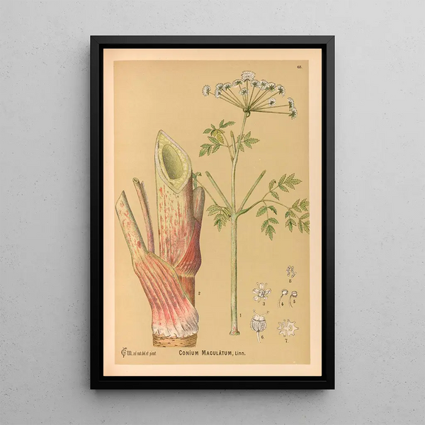 Medicinal Plants Pl161 - Charles Frederick Millspaugh — framed artwork on a wall