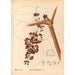 Medicinal Plants Pl162 - Charles Frederick Millspaugh — artwork view