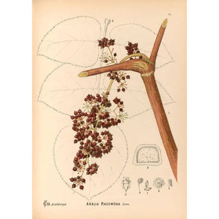 Medicinal Plants Pl162 - Charles Frederick Millspaugh — artwork view