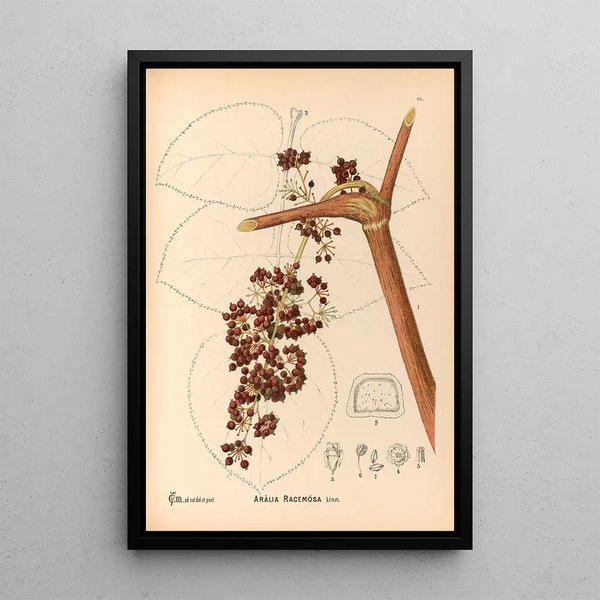 Medicinal Plants Pl162 - Charles Frederick Millspaugh — framed artwork on a wall
