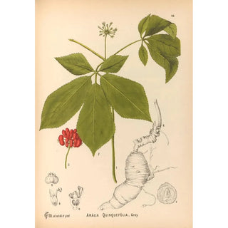 Medicinal plants Pl163 - Charles Frederick Millspaugh — artwork view