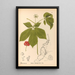 Medicinal plants Pl163 - Charles Frederick Millspaugh — framed artwork on a wall