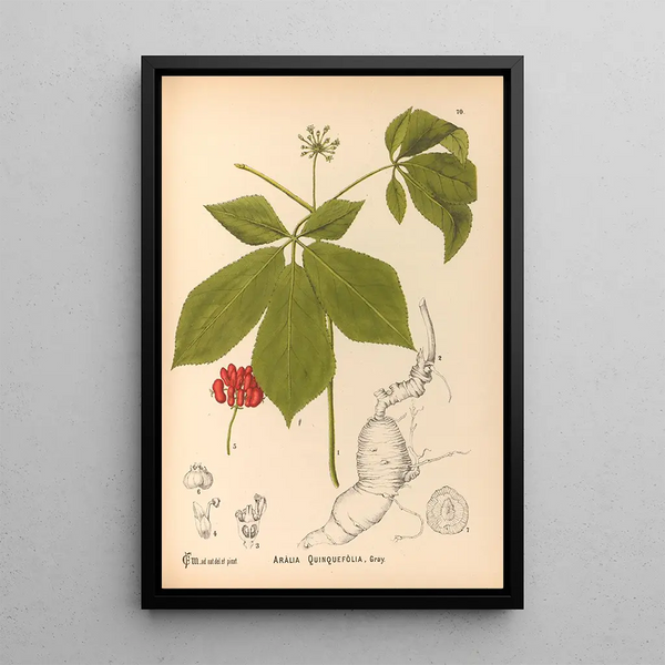 Medicinal plants Pl163 - Charles Frederick Millspaugh — framed artwork on a wall