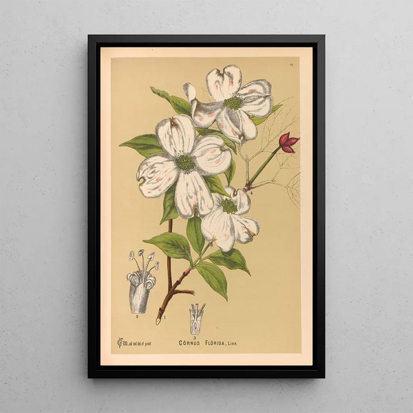 Medicinal Plants Pl164 - Charles Frederick Millspaugh — framed artwork on a wall