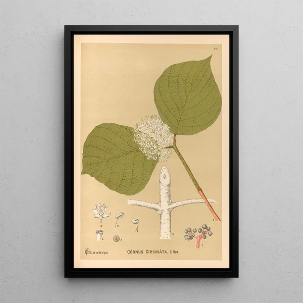 Reproduction of the painting Medicinal Plants Pl165 - Charles Frederick Millspaugh