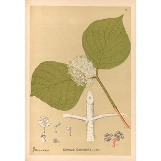 Reproduction of the painting Medicinal Plants Pl165 - Charles Frederick Millspaugh