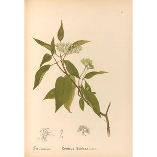 Medicinal Plants Painting Pl166 - Charles Frederick Millspaugh — artwork view