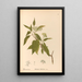Medicinal Plants Painting Pl166 - Charles Frederick Millspaugh — framed artwork on a wall