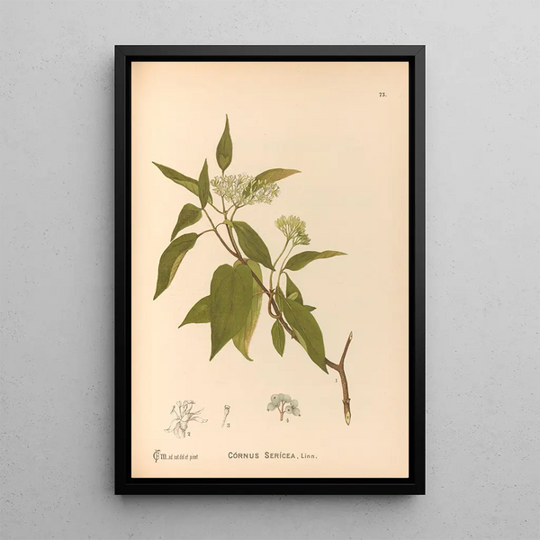 Medicinal Plants Painting Pl166 - Charles Frederick Millspaugh — framed artwork on a wall