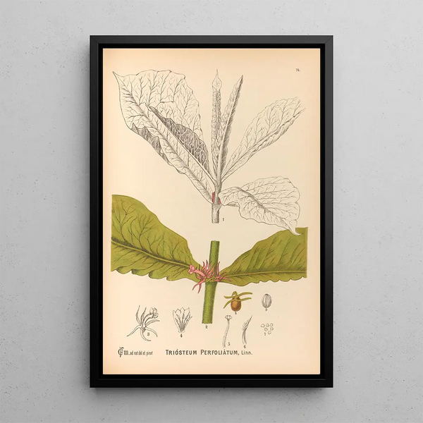 Reproduction of the painting Medicinal Plants Pl167 - Charles Frederick Millspaugh