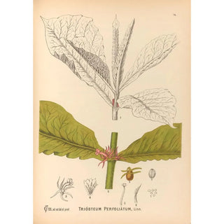 Reproduction of the painting Medicinal Plants Pl167 - Charles Frederick Millspaugh