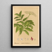 Medicinal Plants Pl168 - Charles Frederick Millspaugh — framed artwork on a wall
