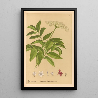 Medicinal Plants Pl168 - Charles Frederick Millspaugh — framed artwork on a wall