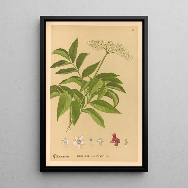 Medicinal Plants Pl168 - Charles Frederick Millspaugh — framed artwork on a wall