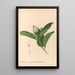 Reproduction of the painting Medicinal Plants Pl169 - Charles Frederick Millspaugh