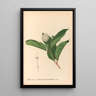 Reproduction of the painting Medicinal Plants Pl169 - Charles Frederick Millspaugh